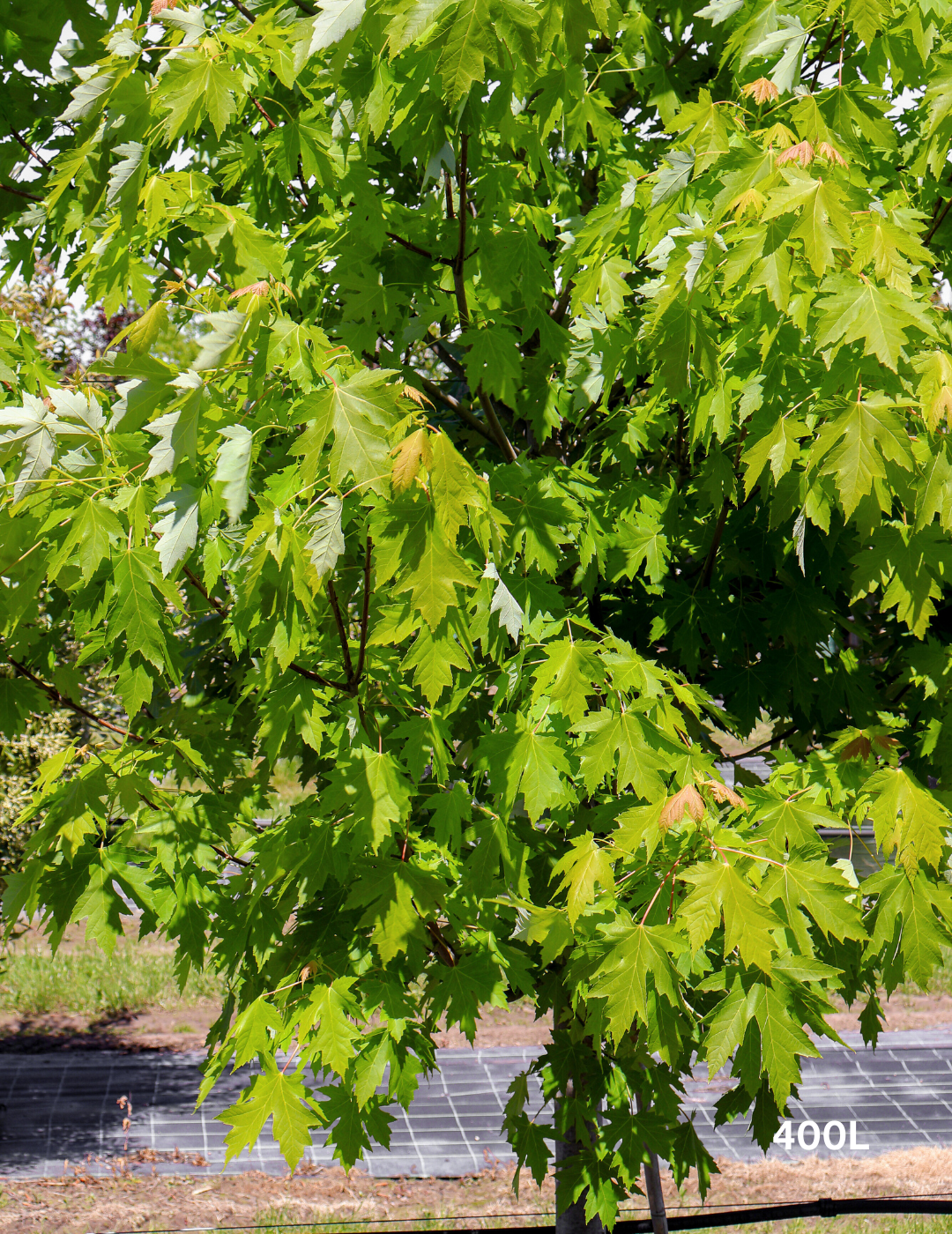 Acer rubrum 'Autumn Red' - Canadian Maple - Evergreen Trees Direct