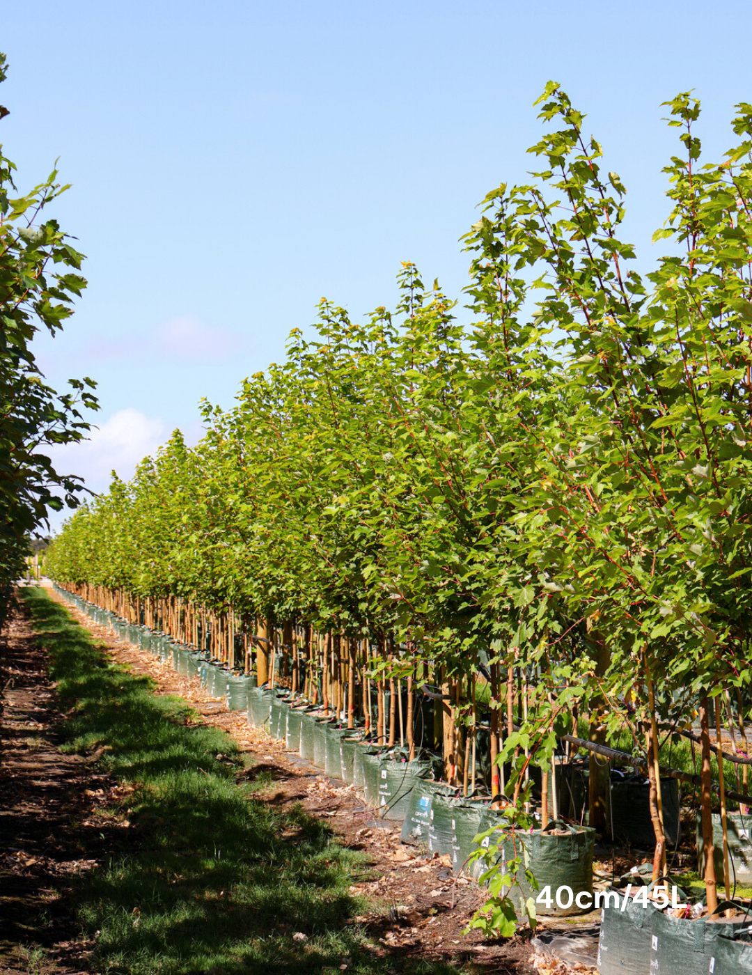 Acer rubrum 'Autumn Red' - Canadian Maple - Evergreen Trees Direct