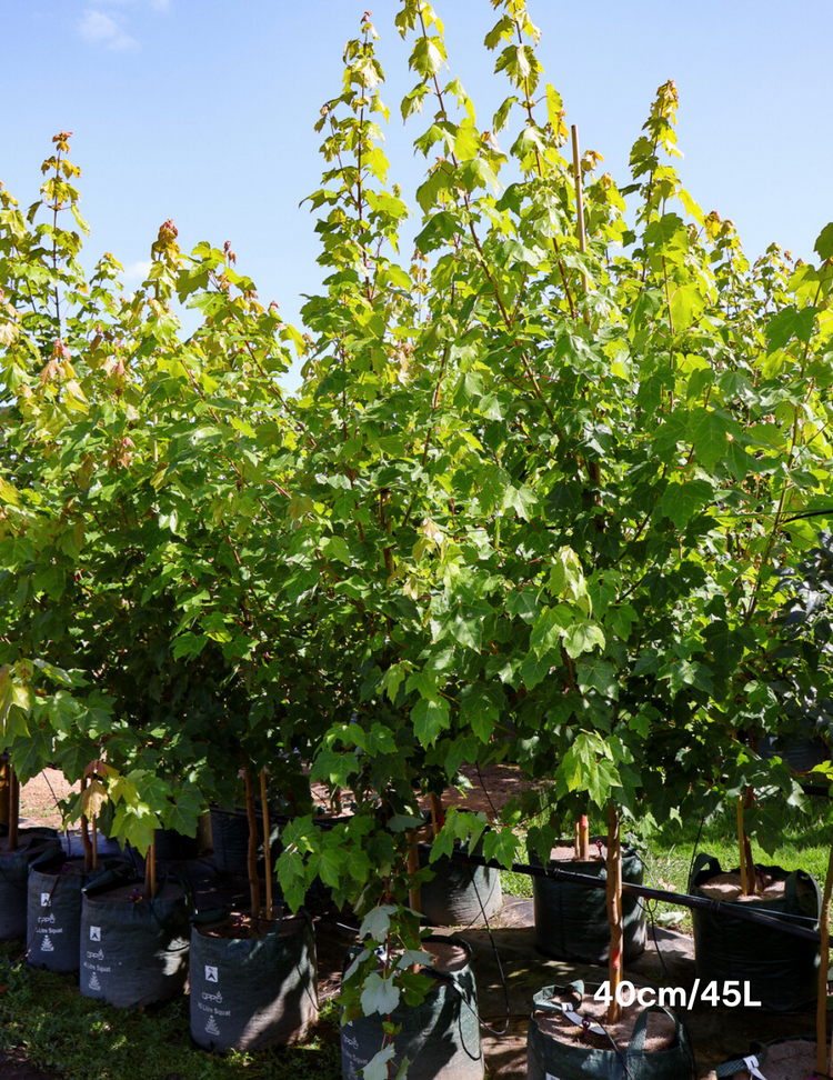 Acer rubrum 'Autumn Red' - Canadian Maple