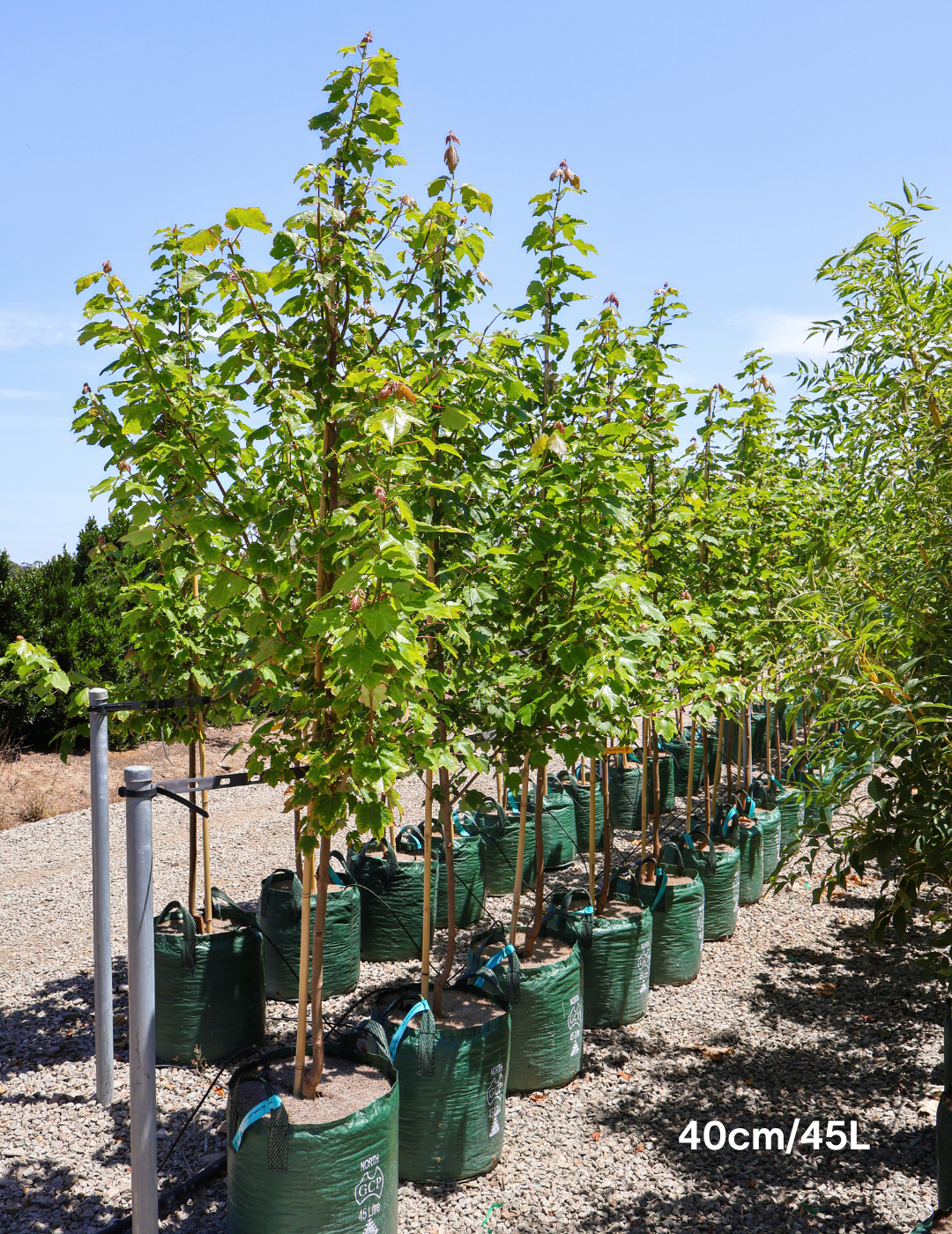 Acer rubrum 'Autumn Red' - Canadian Maple - Evergreen Trees Direct