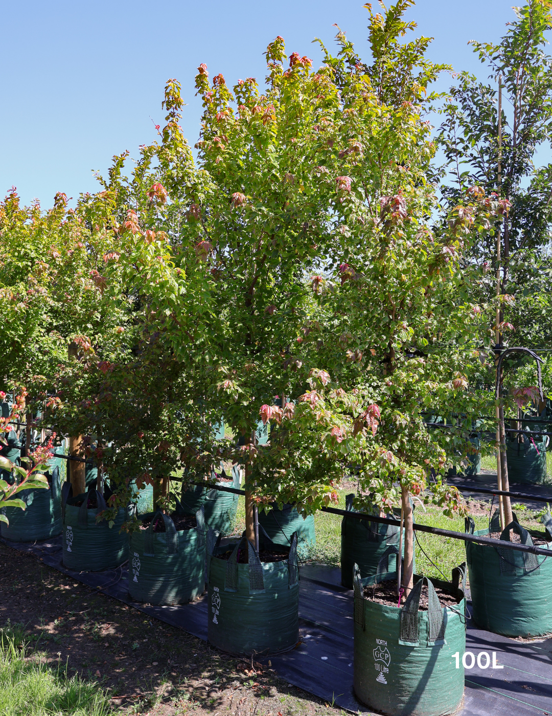 Acer Buergerianum - Trident Maple