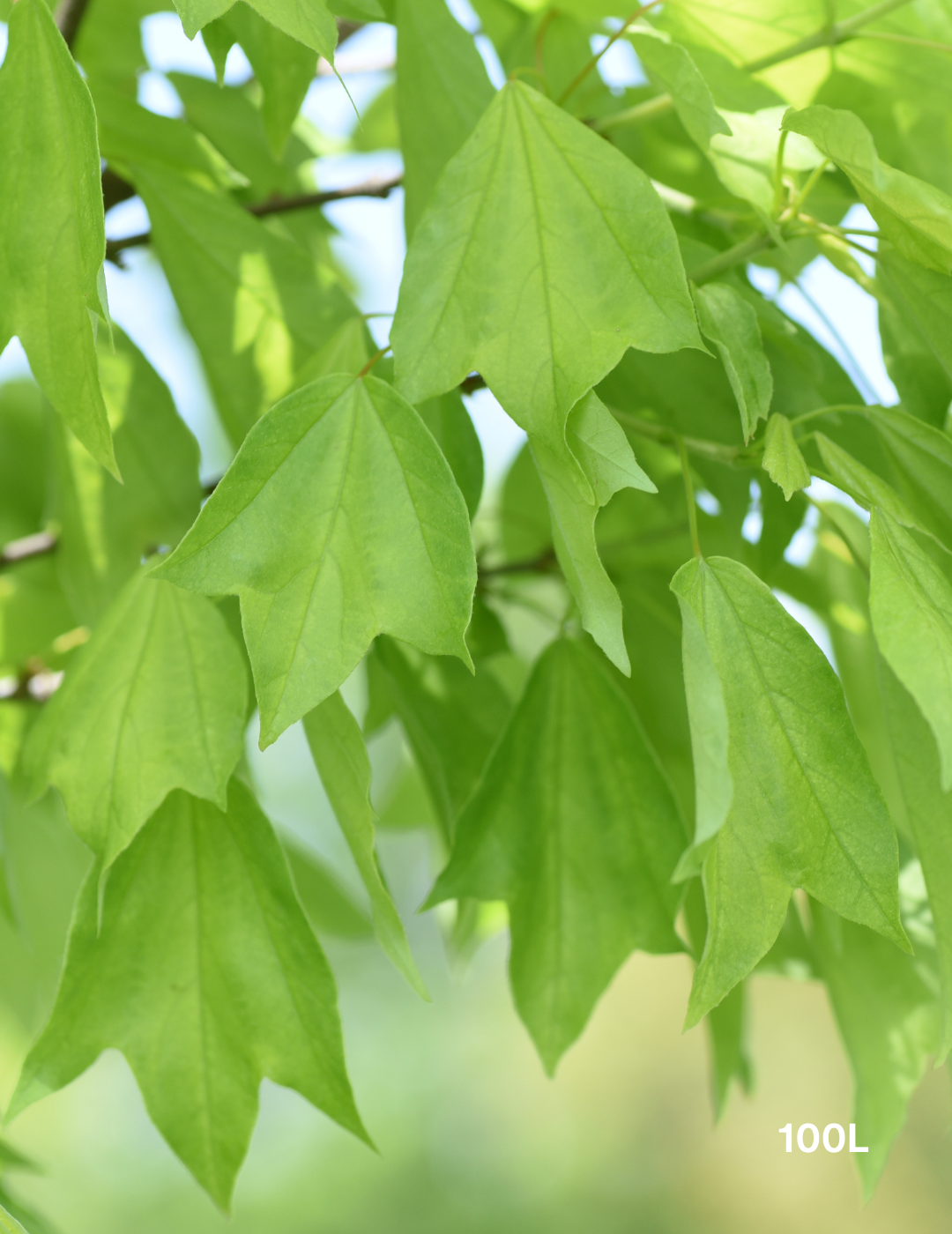 Acer Buergerianum - Trident Maple