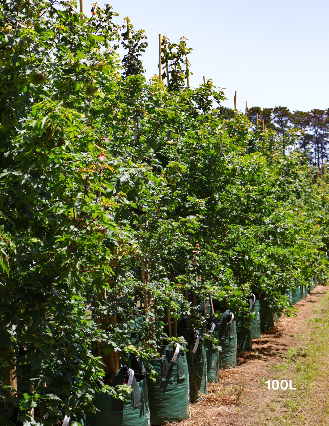 Acer campestre - Field maple