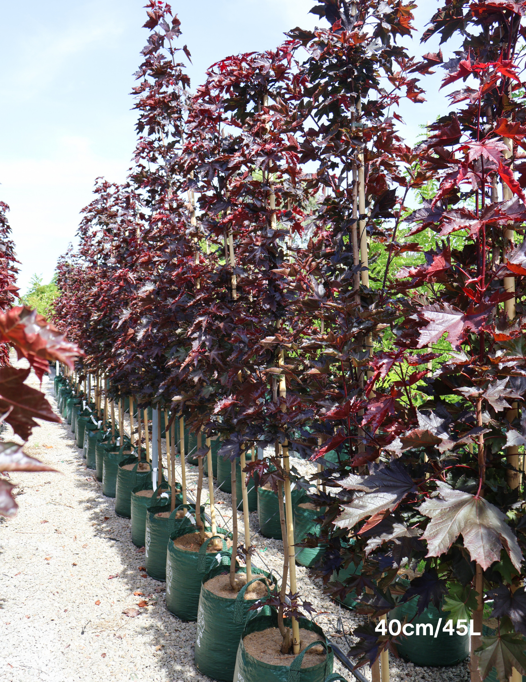 Acer ‘Crimson Sentry’ Maple