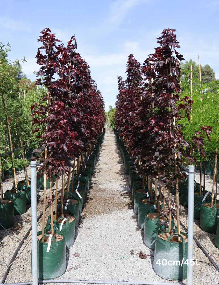 Acer ‘Crimson Sentry’ Maple