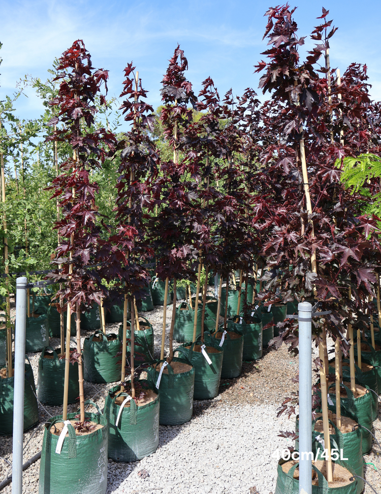 Acer ‘Crimson Sentry’ Maple