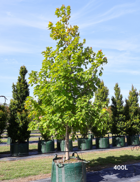 Acer  x freemanii 'Jeffersred' Autumn Blaze