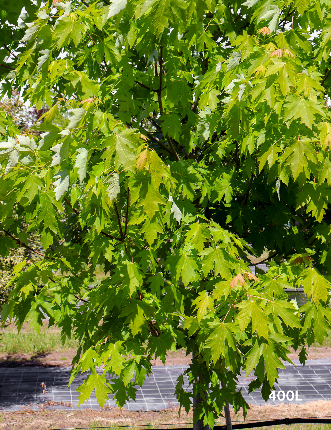 Acer  x freemanii 'Jeffersred' Autumn Blaze - Evergreen Trees Direct