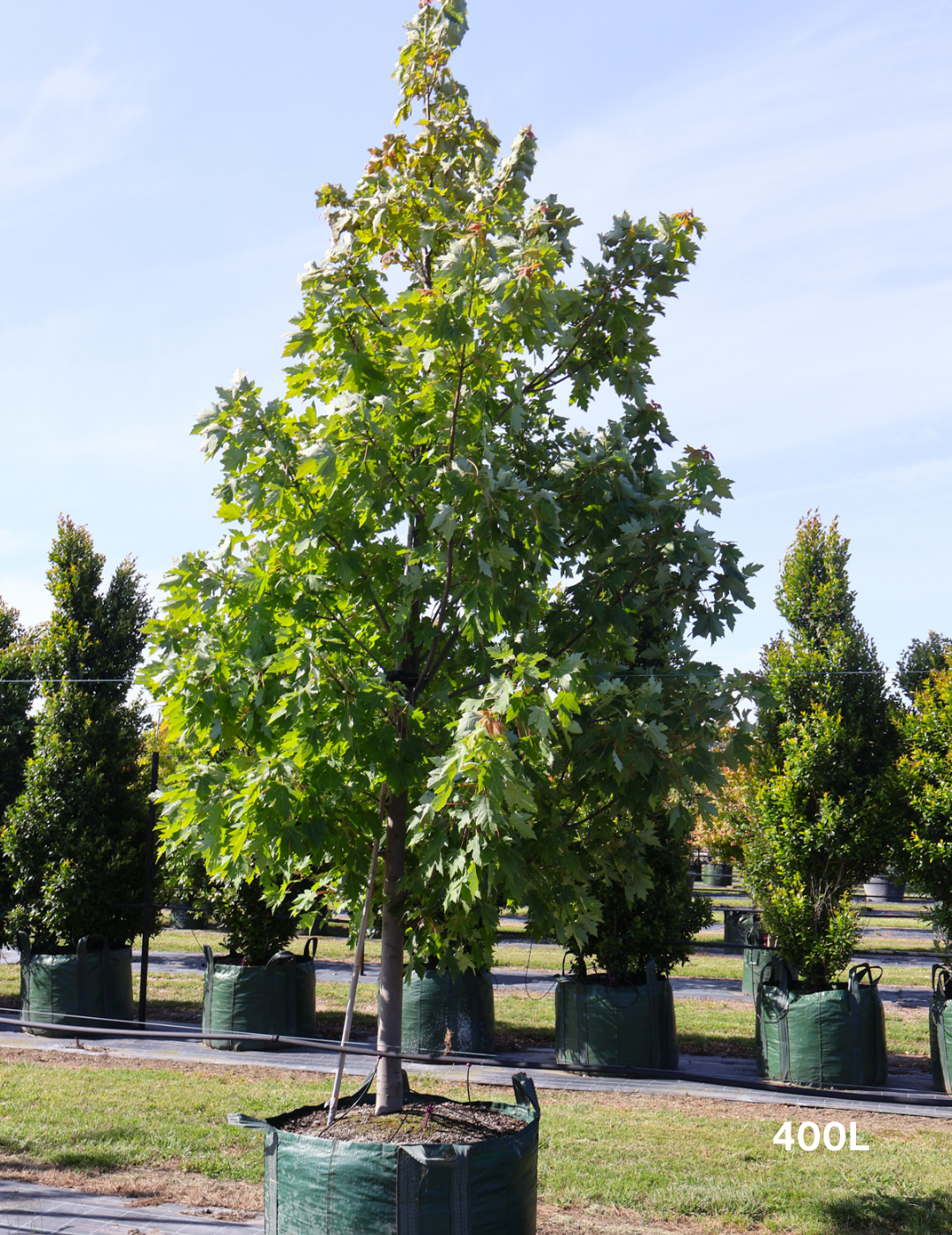 Acer  x freemanii 'Jeffersred' Autumn Blaze - Evergreen Trees Direct