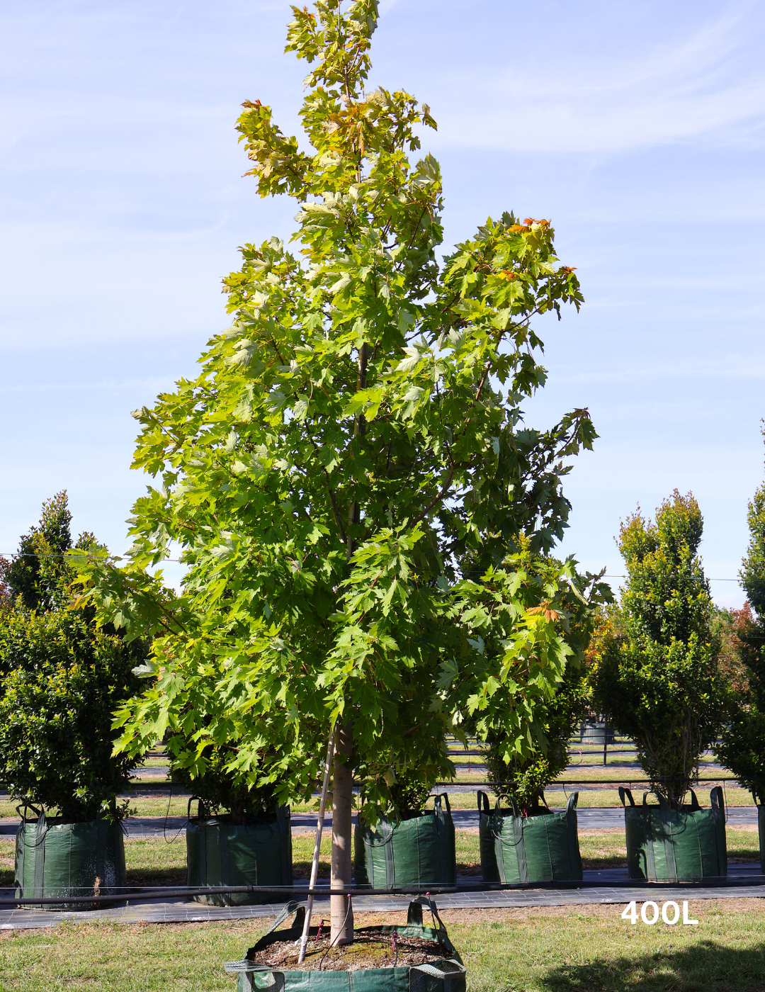 Acer  x freemanii 'Jeffersred' Autumn Blaze