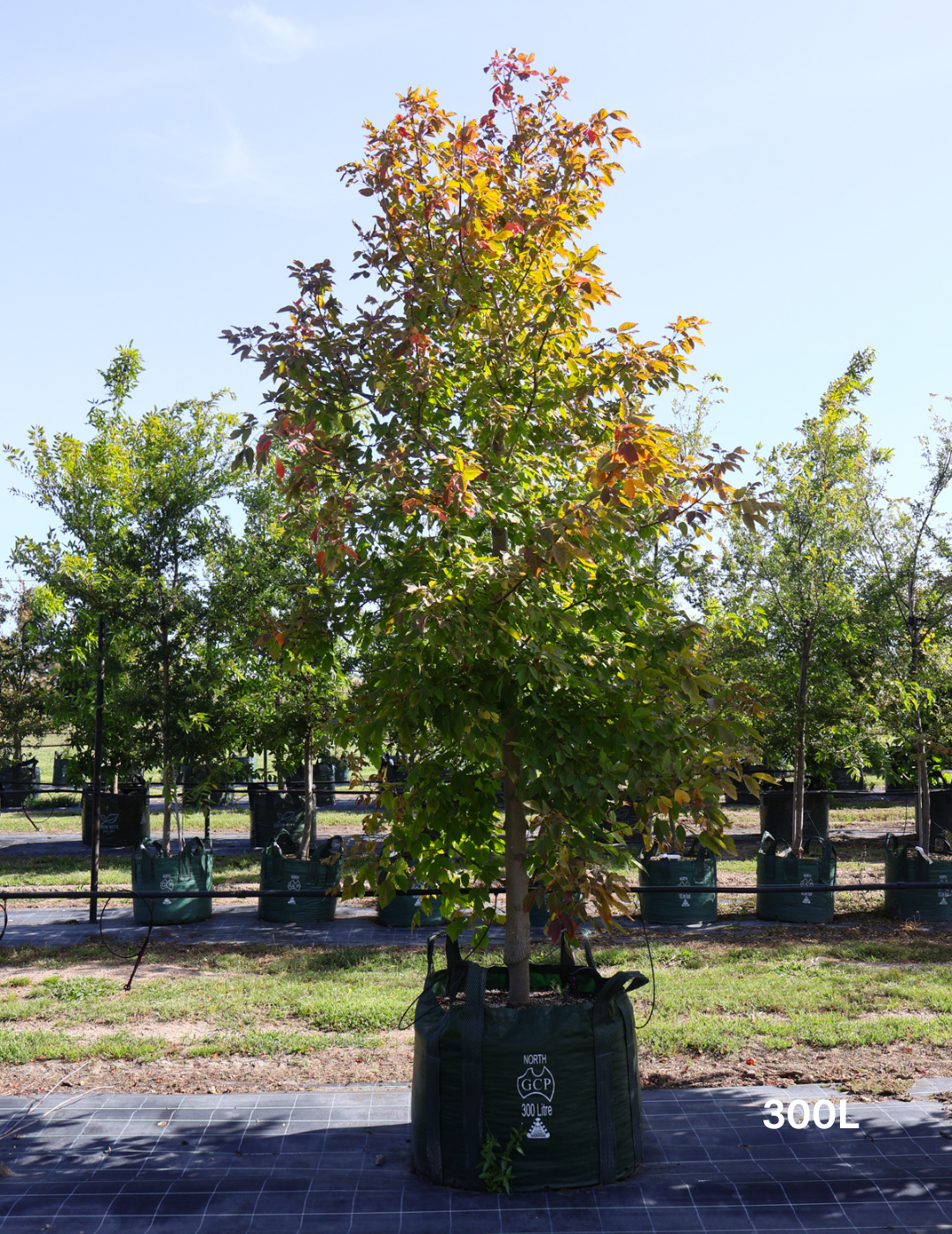 Acer negundo 'Sensation'