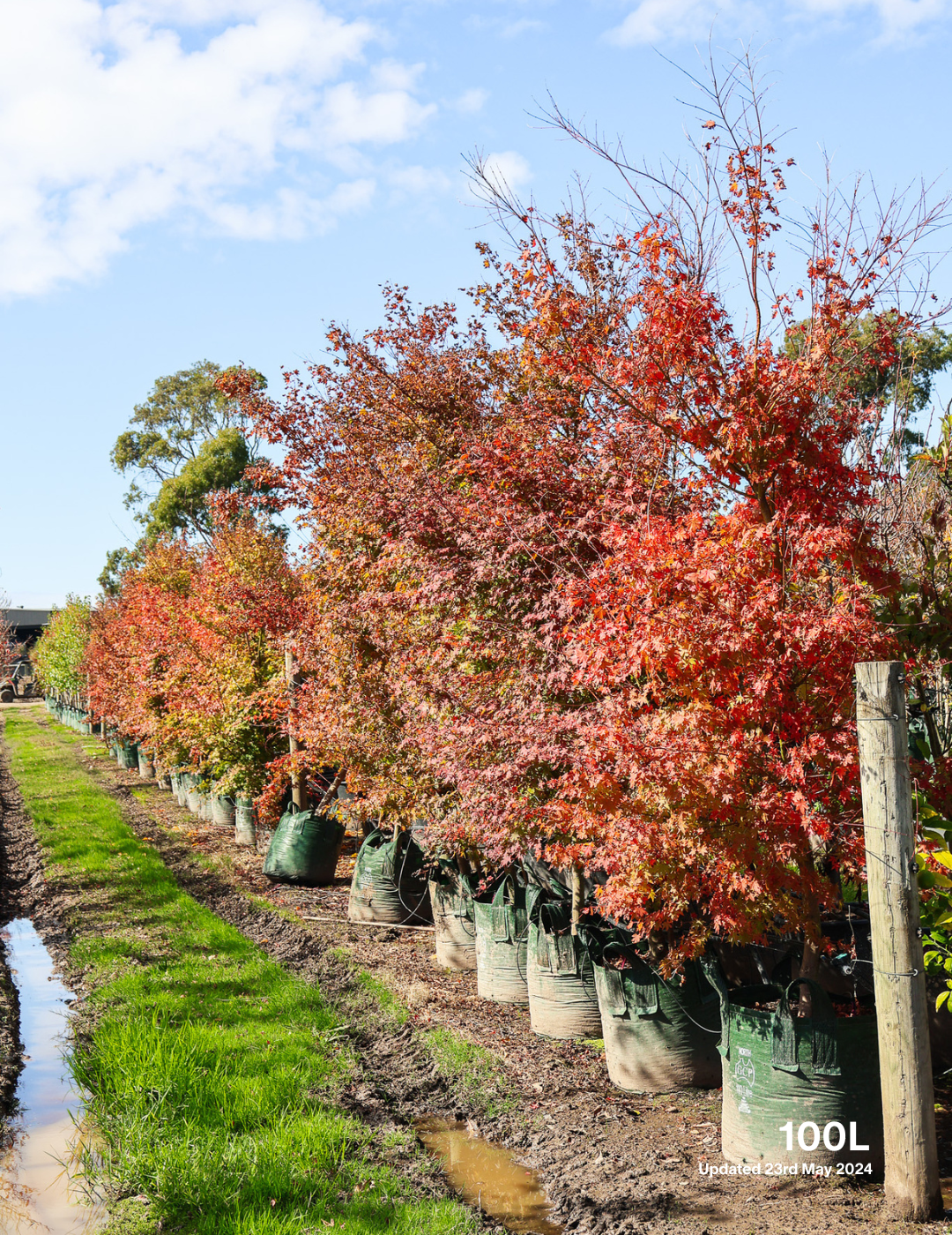 Acer palmatum - Japanese Maple - Evergreen Trees Direct