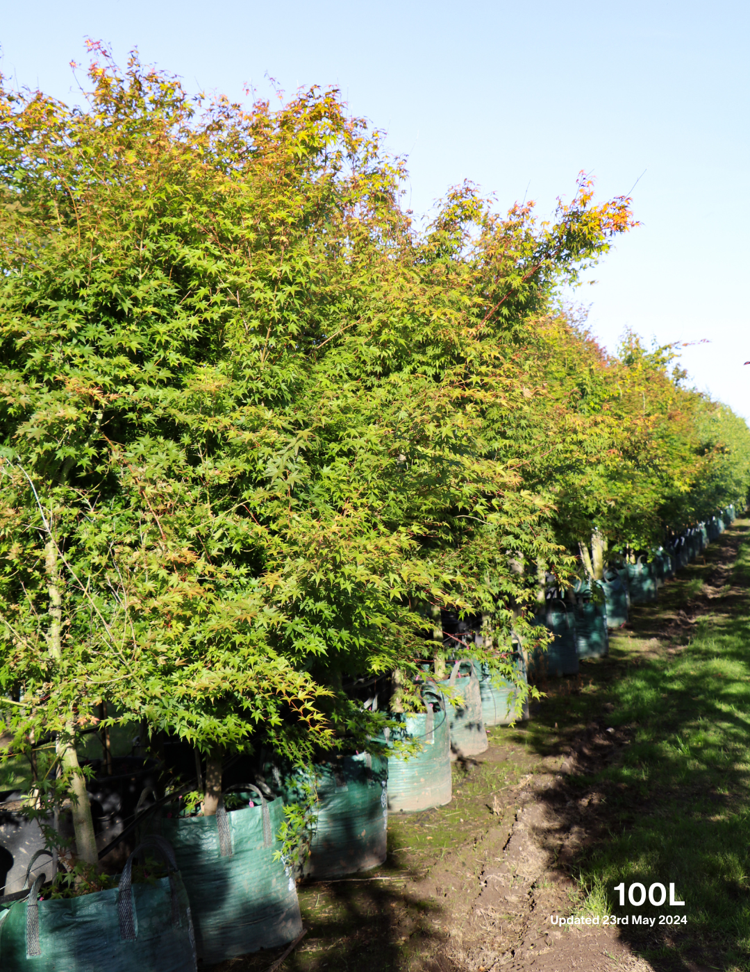 Acer palmatum - Japanese Maple - Evergreen Trees Direct