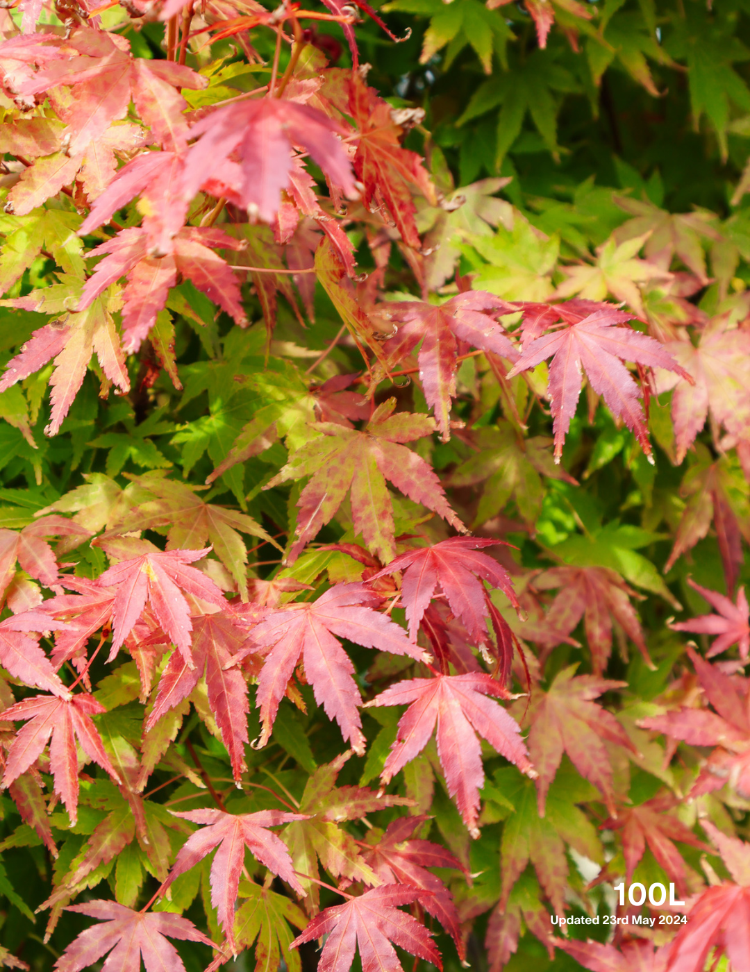 Acer palmatum - Japanese Maple - Evergreen Trees Direct