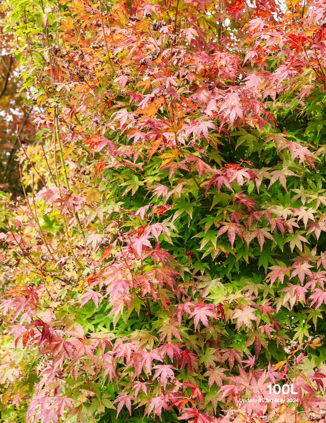 Acer palmatum - Japanese Maple - Evergreen Trees Direct