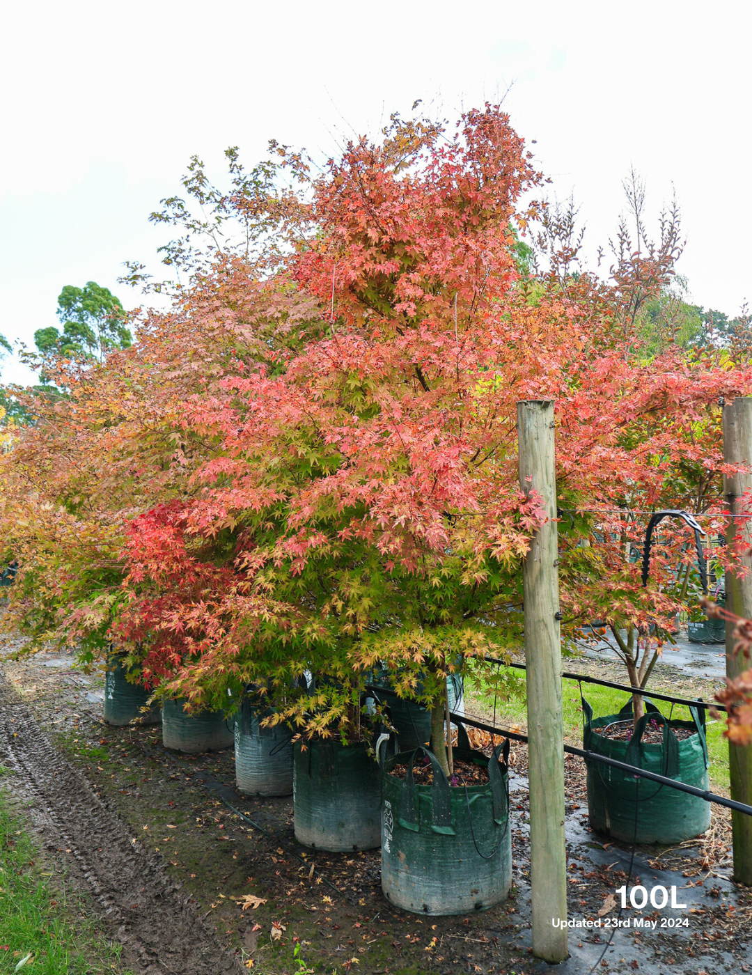 Acer palmatum - Japanese Maple - Evergreen Trees Direct