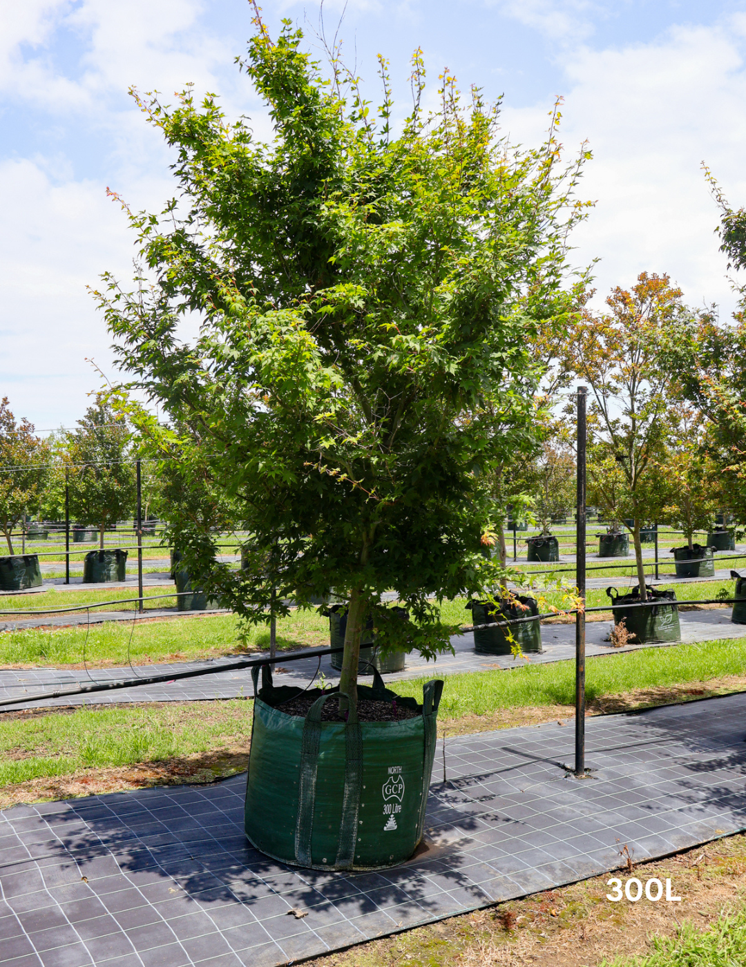 Acer palmatum - Japanese Maple - Evergreen Trees Direct