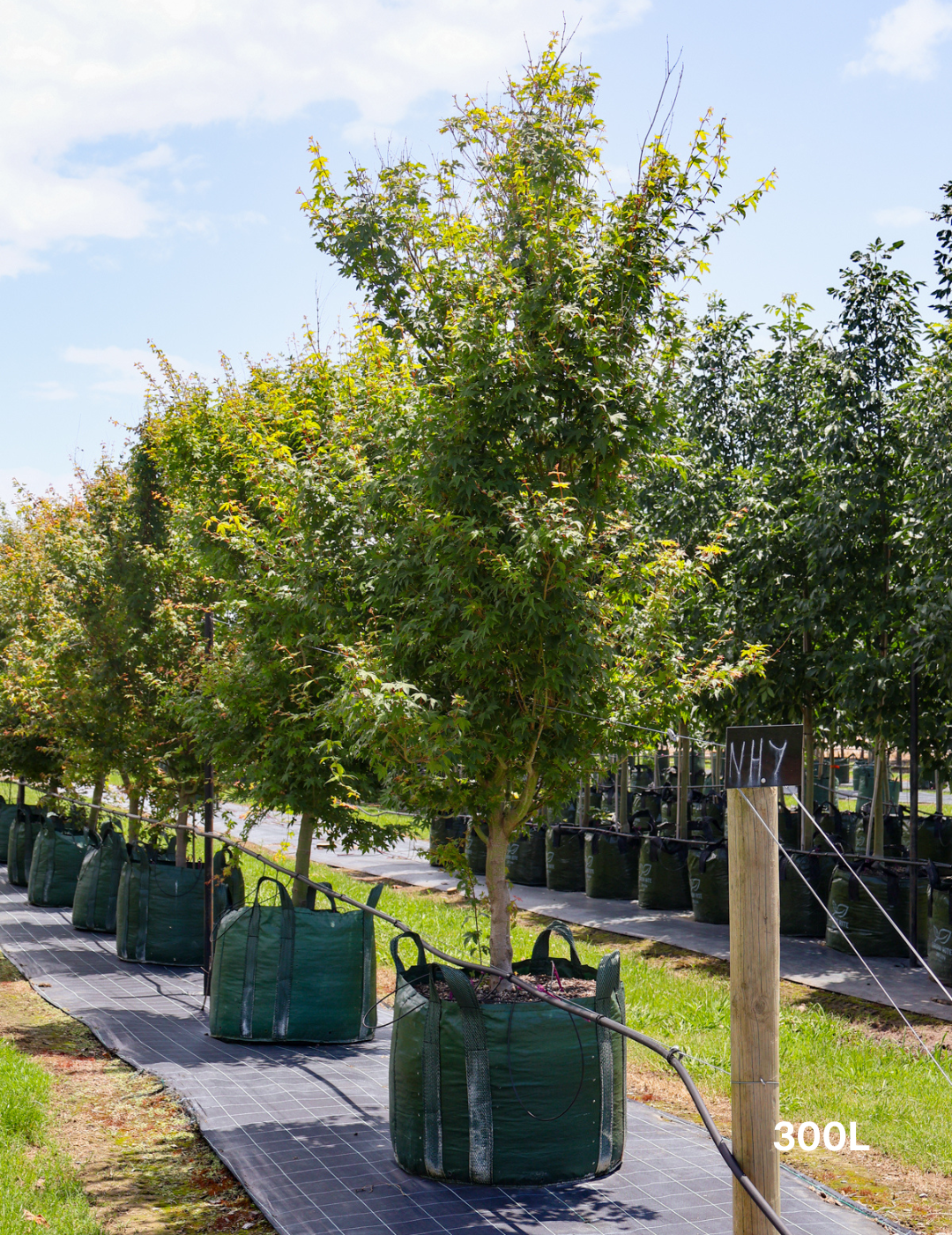 Acer palmatum - Japanese Maple - Evergreen Trees Direct