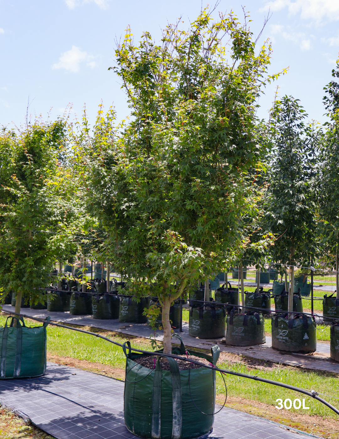 Acer palmatum - Japanese Maple - Evergreen Trees Direct