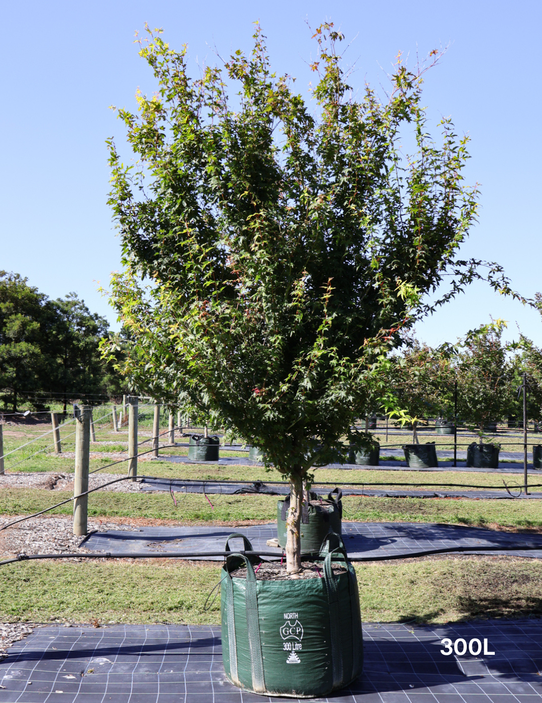 Acer palmatum - Japanese Maple - Evergreen Trees Direct