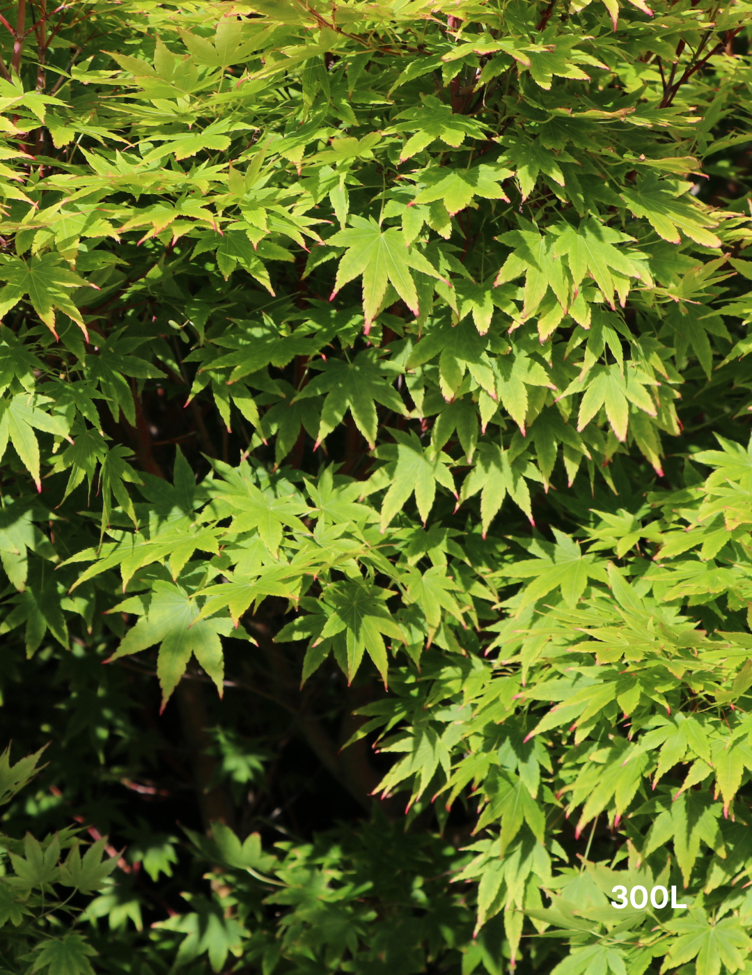 Acer palmatum - Japanese Maple - Evergreen Trees Direct