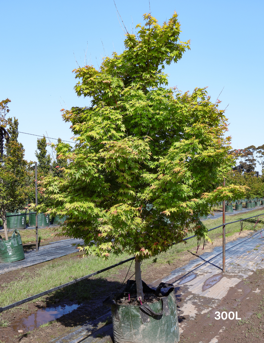 Acer palmatum - Japanese Maple - Evergreen Trees Direct