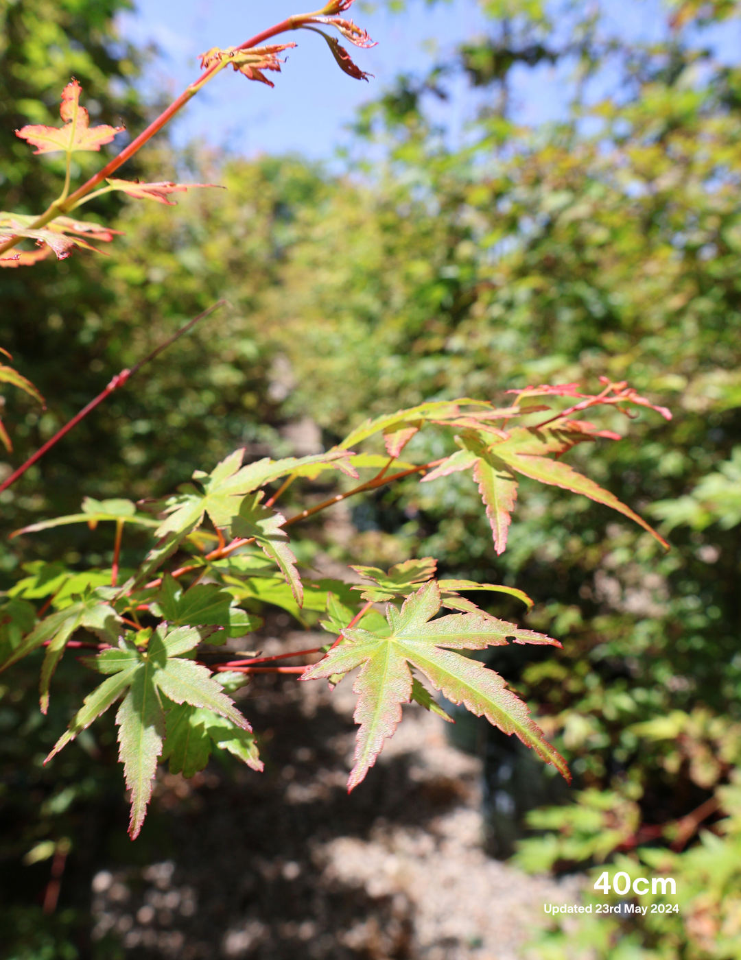 Acer palmatum - Japanese Maple - Evergreen Trees Direct