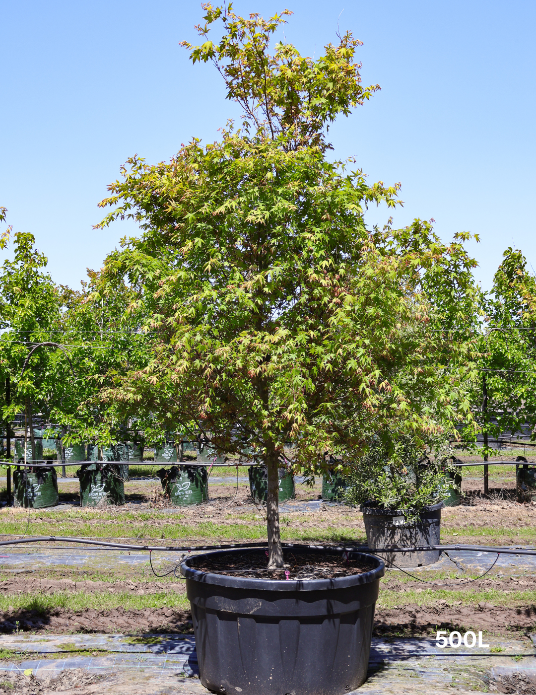 Acer palmatum - Japanese Maple - Evergreen Trees Direct