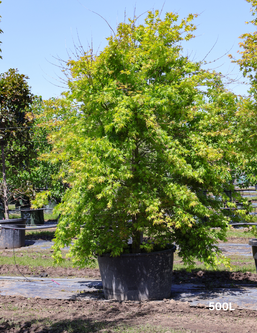 Acer palmatum - Japanese Maple - Evergreen Trees Direct