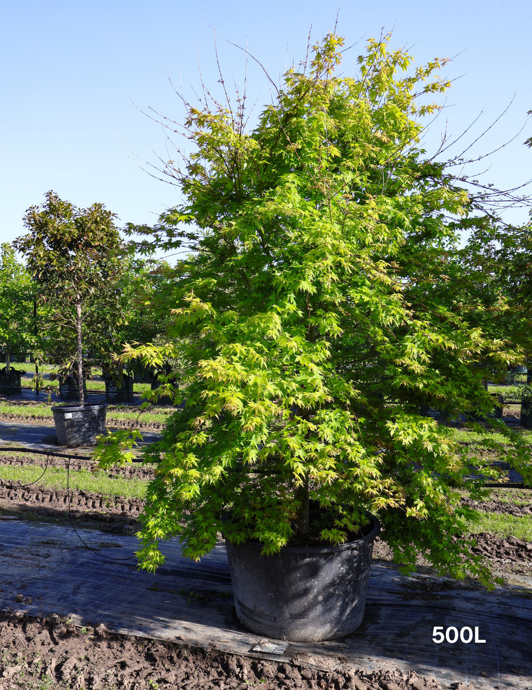 Acer palmatum - Japanese Maple - Evergreen Trees Direct