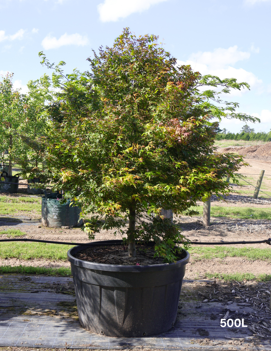 Acer palmatum - Japanese Maple - Evergreen Trees Direct