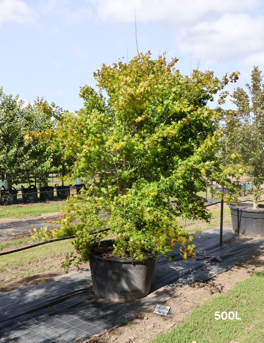 Acer palmatum - Japanese Maple - Evergreen Trees Direct