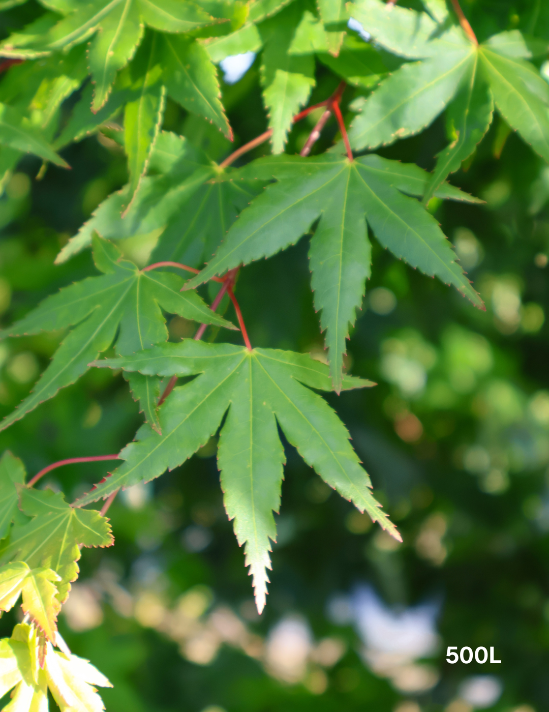 Acer palmatum - Japanese Maple - Evergreen Trees Direct