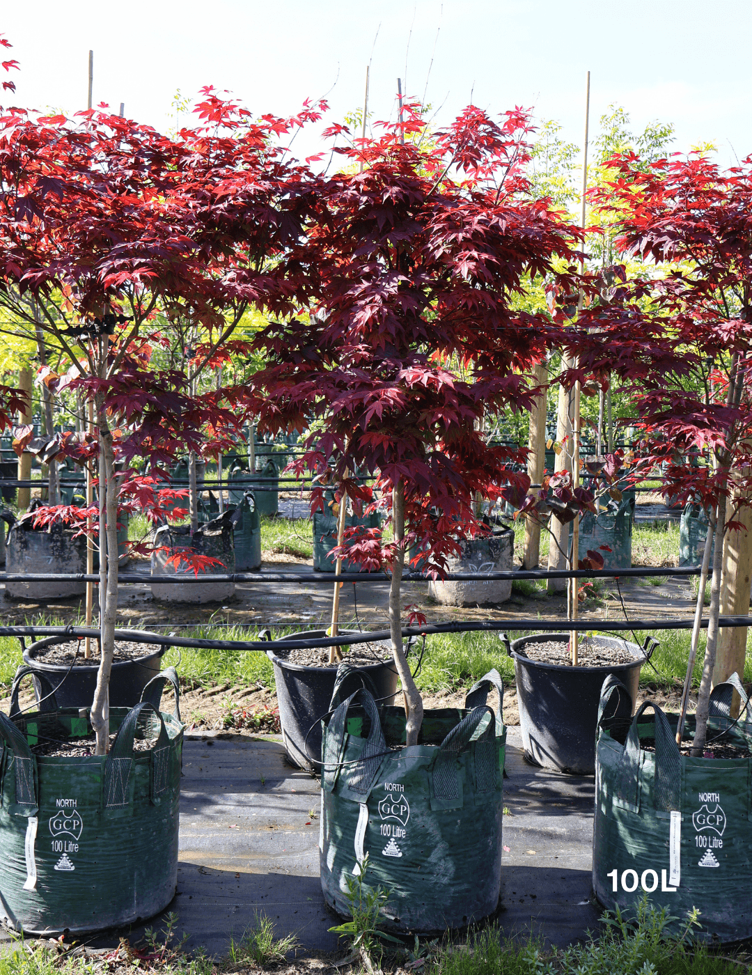 Acer palmatum 'Atropurpureum' - Japanese Maple - Evergreen Trees Direct