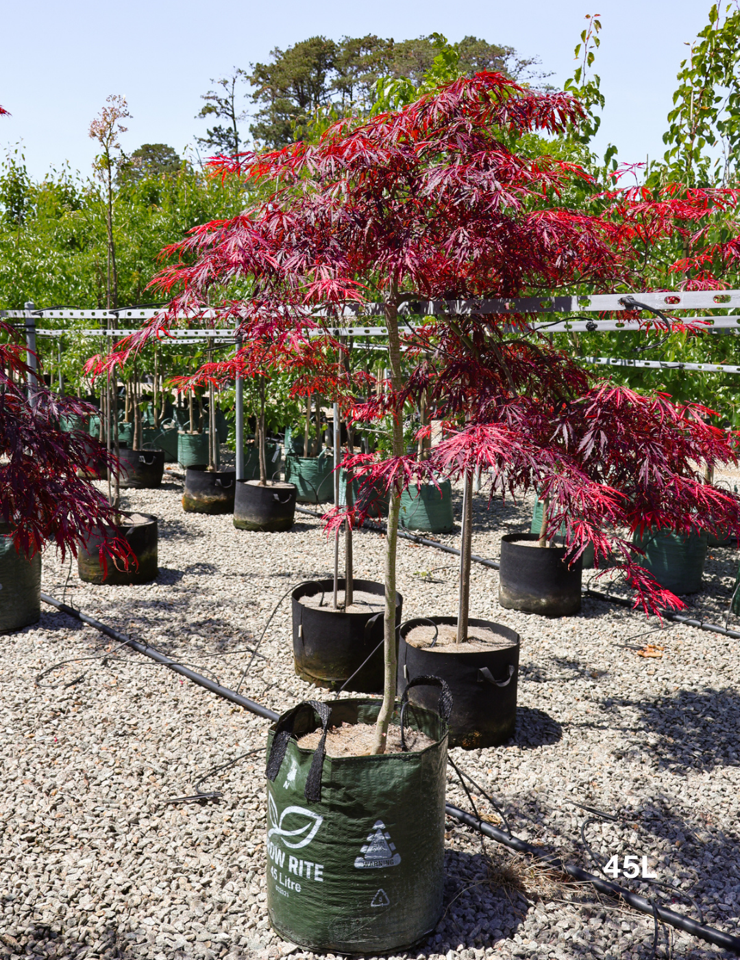 Acer palmatum dissectum 'Inaba Shidare' Weeper (Weeping Japanese Maple)