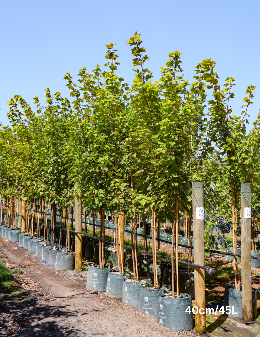 Acer rubrum 'October Glory' - Evergreen Trees Direct