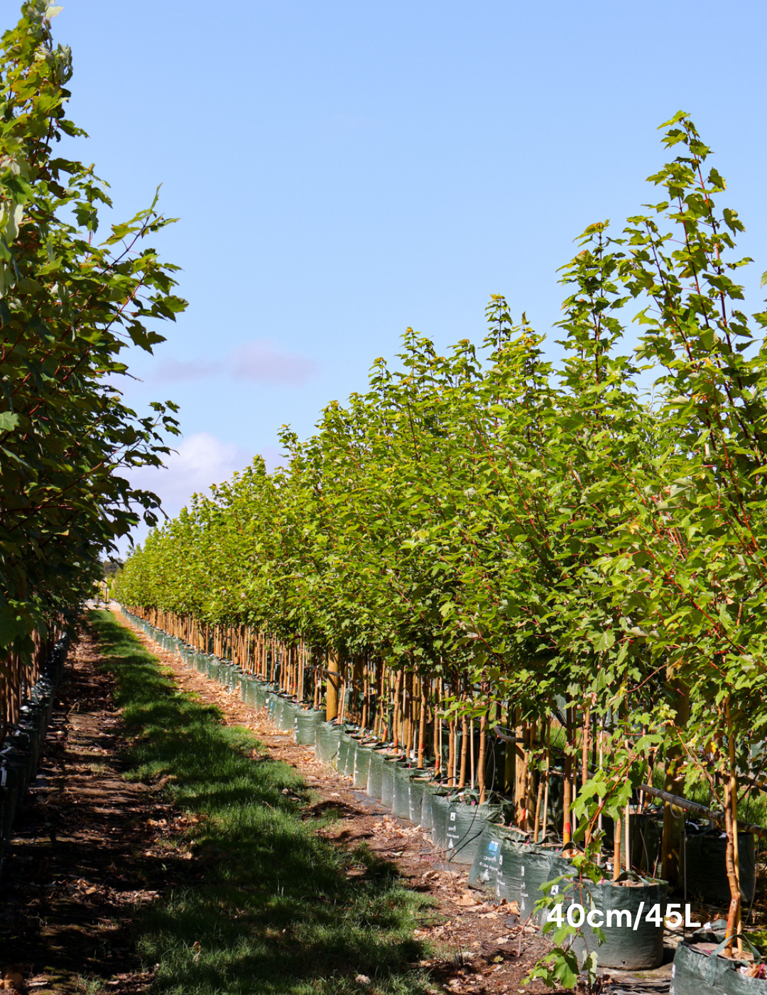 Acer rubrum 'October Glory' - Evergreen Trees Direct