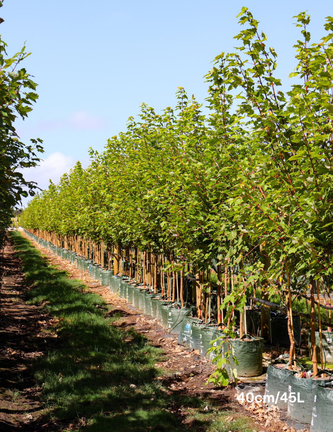 Acer rubrum 'October Glory' - Evergreen Trees Direct