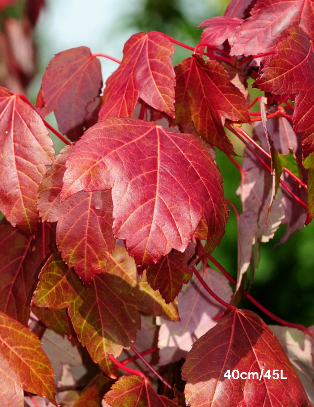 Acer rubrum 'October Glory' - Evergreen Trees Direct