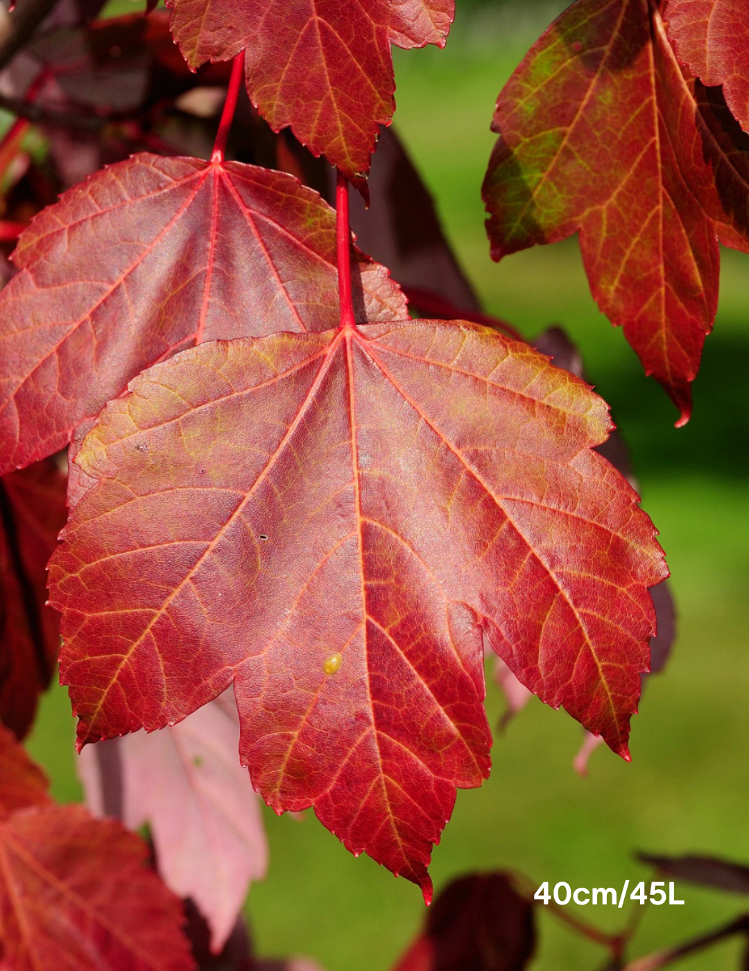 Acer rubrum 'October Glory' - Evergreen Trees Direct