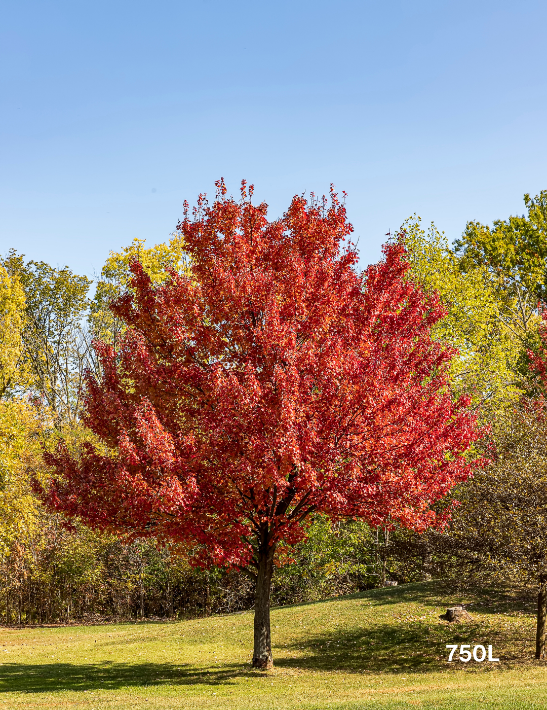 Acer rubrum 'October Glory'