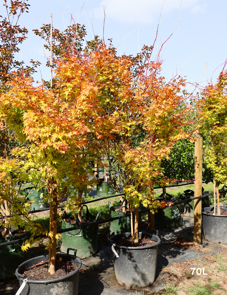 Acer palmatum Sango Kaku 'Senkaki' - Japanese Maple