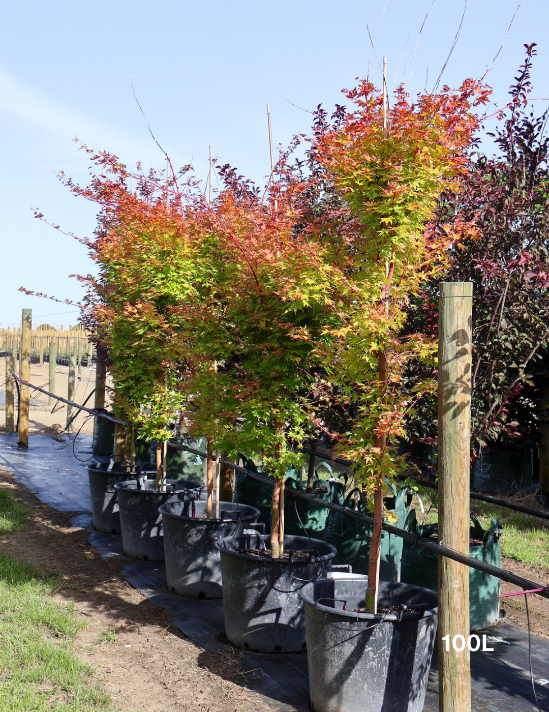 Acer palmatum Sango Kaku 'Senkaki' - Japanese Maple