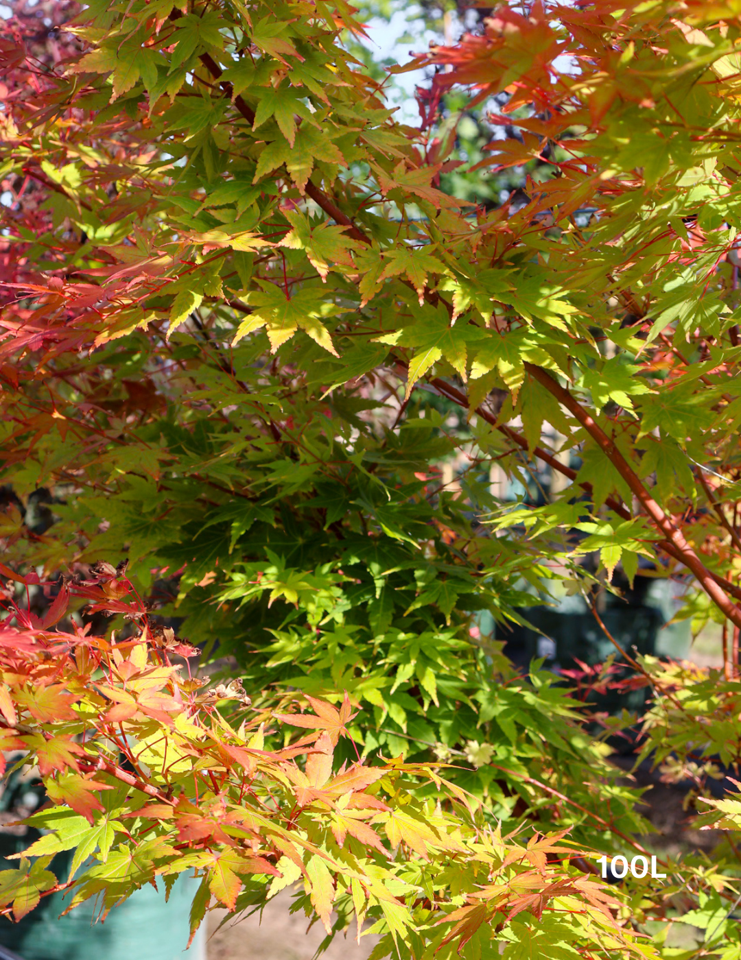 Acer palmatum Sango Kaku 'Senkaki' - Japanese Maple - Evergreen Trees Direct