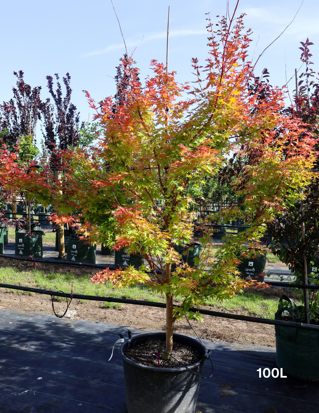 Acer palmatum Sango Kaku 'Senkaki' - Japanese Maple - Evergreen Trees Direct