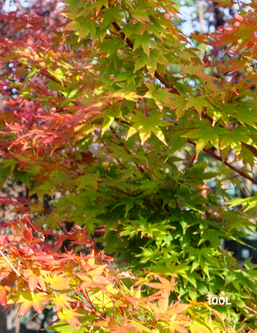 Acer palmatum Sango Kaku 'Senkaki' - Japanese Maple - Evergreen Trees Direct