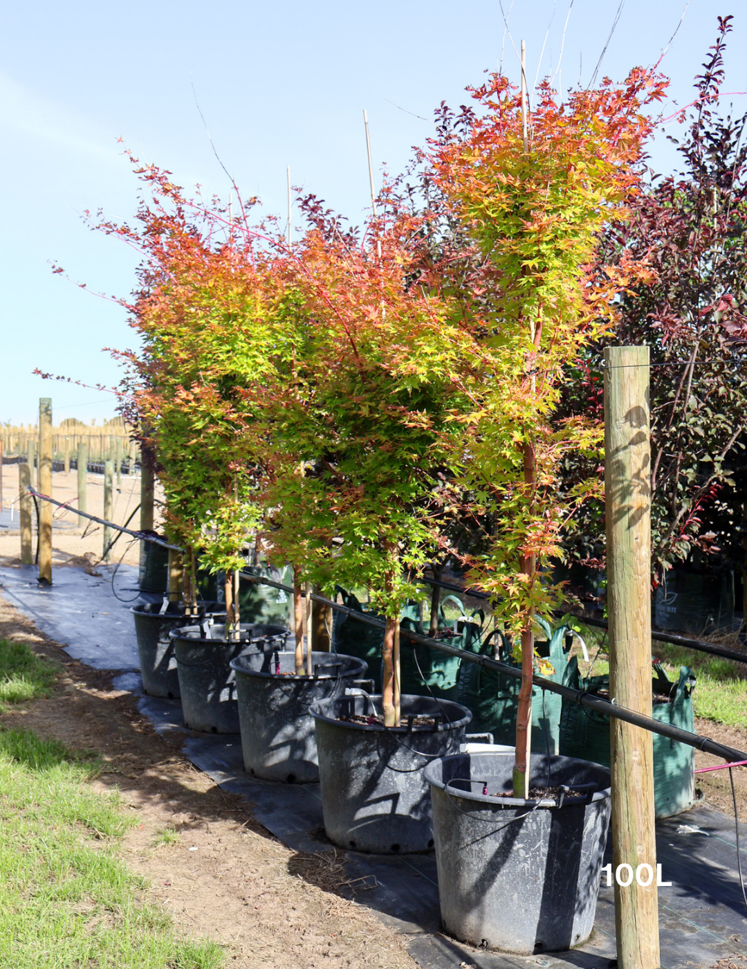 Acer palmatum Sango Kaku 'Senkaki' - Japanese Maple - Evergreen Trees Direct