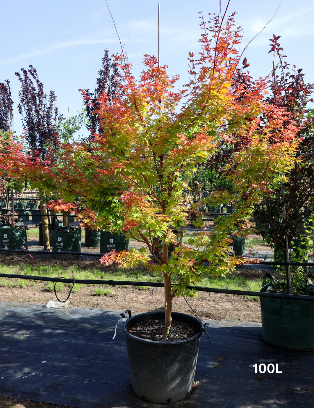 Acer palmatum Sango Kaku 'Senkaki' - Japanese Maple - Evergreen Trees Direct