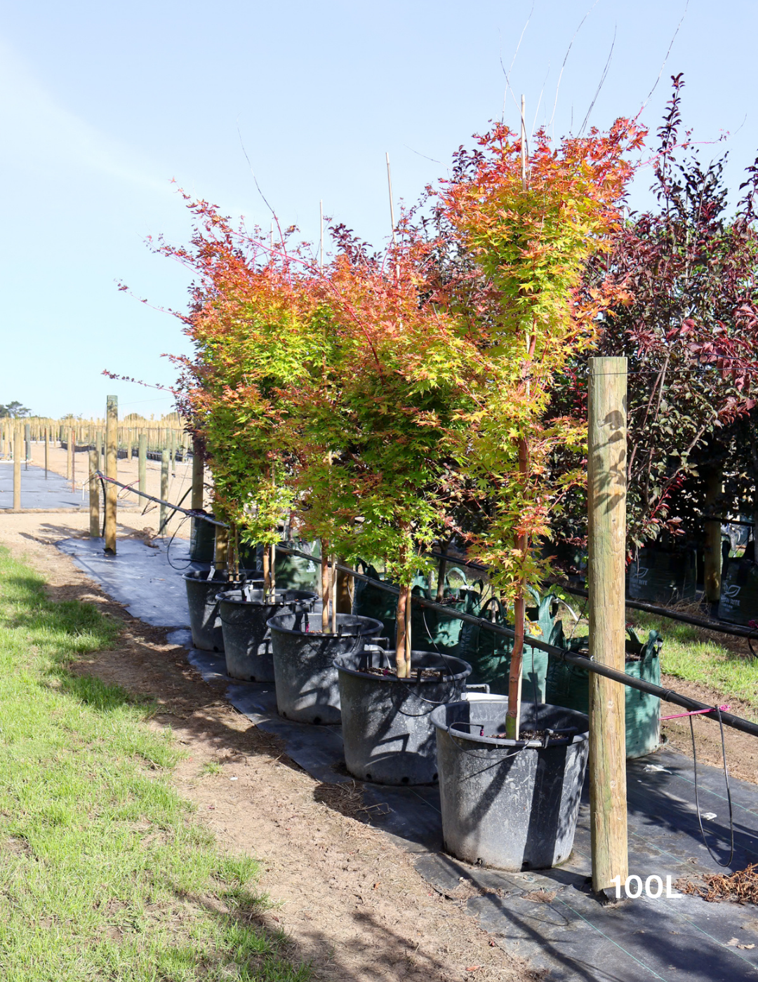 Acer palmatum Sango Kaku 'Senkaki' - Japanese Maple - Evergreen Trees Direct