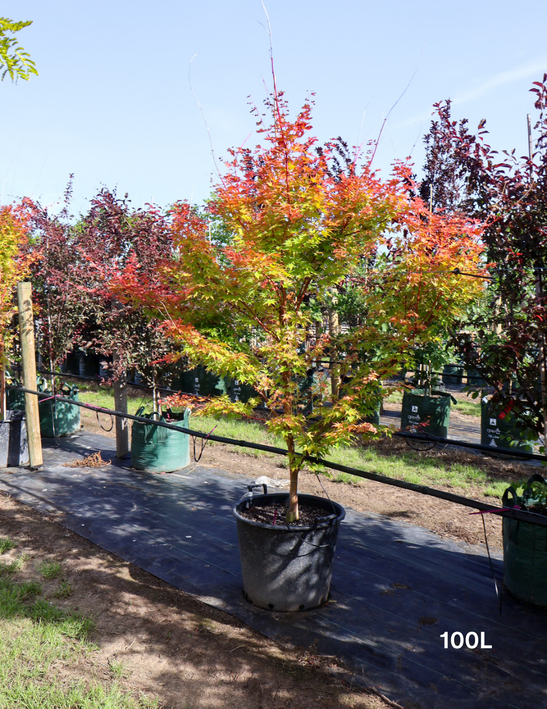 Acer palmatum Sango Kaku 'Senkaki' - Japanese Maple - Evergreen Trees Direct